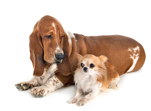 basset hound and chihuahua