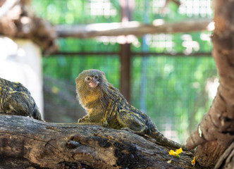 Titi monkey on a branch