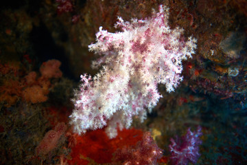 Naklejka na ściany i meble Soft coral reef