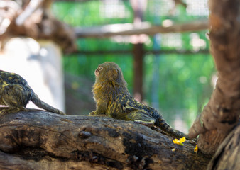 Titi monkey on a branch