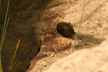 wild turtle