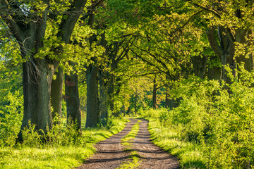 Avenue of old oak trees through Rural Landscape