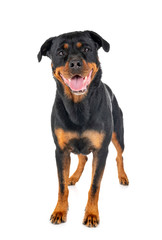 rottweiler in studio