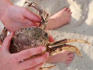 Strandurlaub: Krabbe in Kinderhand