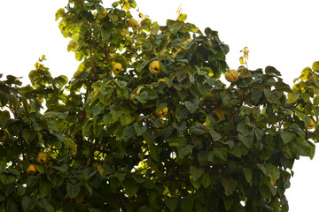 quince fruits