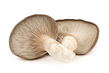 Pleurotus pulmonarius mushroom isolated on white background. - obrazy, fototapety, plakaty