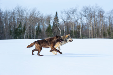 Fototapeta na wymiar Gray wolf or grey wolf (Canis lupus)