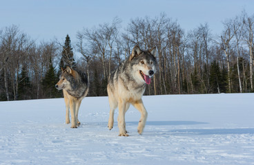 Fototapeta na wymiar Gray wolf or grey wolf (Canis lupus)