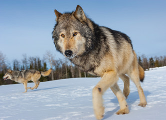 Gray wolf or grey wolf (Canis lupus)