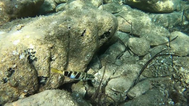 Underwater video footage of a Painted Comber (Serranus scriba) that swims between the rocks of the rocky bottom then hides between two stones
