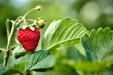 summer ripe red berry strawberries in natural habitat