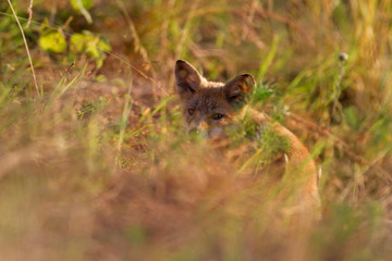 Red fox pup from Kopački rit, Croatia