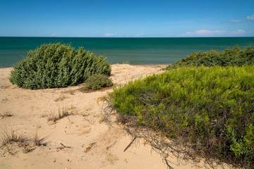 macchia mediterranea