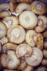 closeup of mushrooms