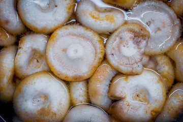 porcini mushrooms lie in the water