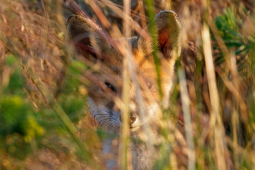 Red fox pup from Kopački rit, Croatia