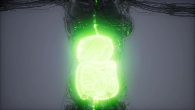 3d illustration of human digestive system parts and functions