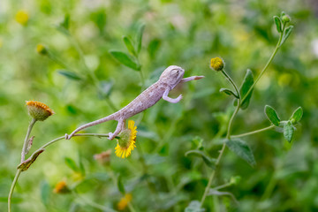 baby chameleon.