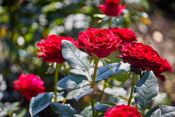 beautiful fragrant red roses in a natural habitat