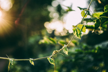 Green Leaves Tree Sunset Leaves
