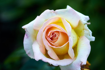 yellow rose bud close-up in a natural environment