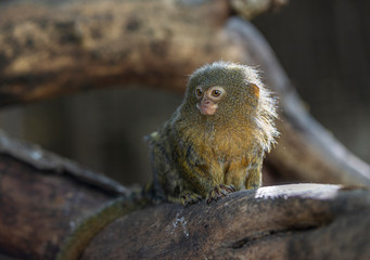 Titi monkey on a branch
