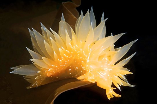 Dirona pellucida sea slug, Sea of Japan, Russia, Europe