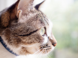 窓の外を眺める猫