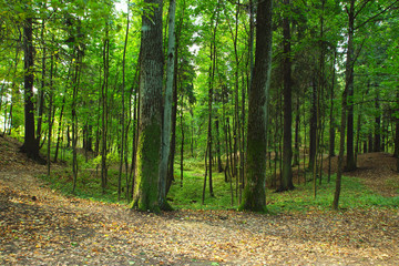 Obraz premium The forest is preparing for the fall, the fallen leaves lie on the track