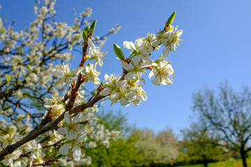 Blühender Apfelbaum (Obstbaum-Blüte) vor blauem Himmel