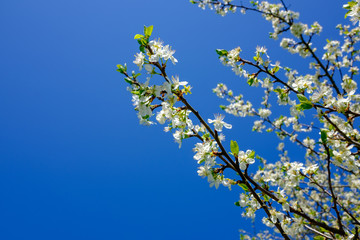 Blühende Obstbaum-Zweige vor blauem Himmel