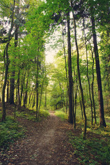 Early autumn path goes through the trees in the morning park