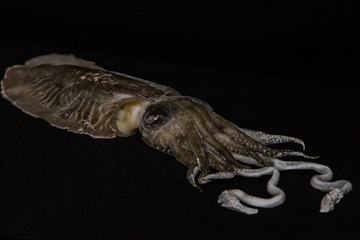 Frozen sepia cuttlefish on a black background
