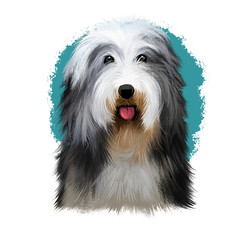 Beagle-Harrier scent hound breed dog digital art illustration isolated on white background. French origin medium-sized hunting hare detection dog. Cute pet handdrawn portrait. Graphic clip art design