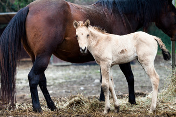 Obraz premium Horses Mare and foal stare at the camara, color image
