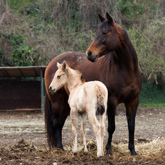 Horses Mare and foal