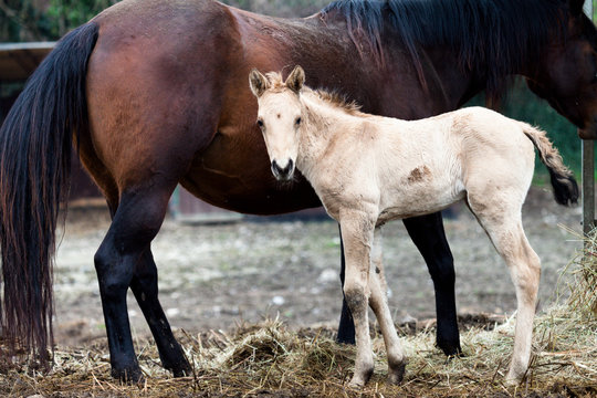 Horses Mare and foal stare at the camara, color image