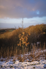 tree in a snowy background
