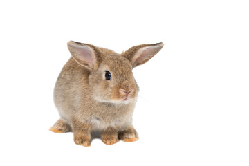 Baby rabbit adorable brown bunny on white background