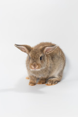 Baby rabbit adorable brown bunny on white background