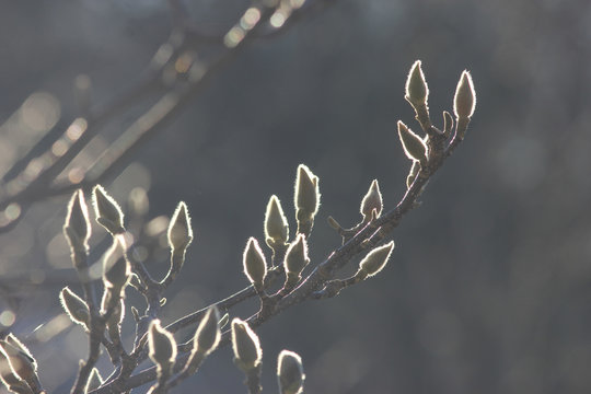 Magnolia buds in early spring, against the light shot. 