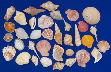 Assortment of many tropical seashells on blue background