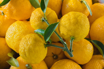 葉のついたユズの実