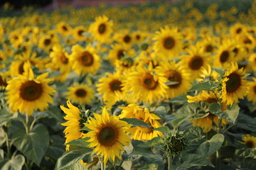 Fototapeta na wymiar Sunflower in flower filed. Fresh and blossom sunflower, yelllow bright fetal in nature.