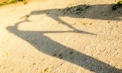 Shadow Heart
