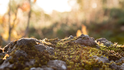 Fototapeta na wymiar moss on rocks