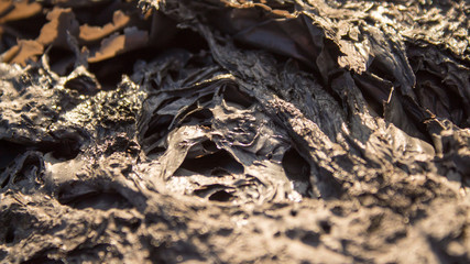 lizard on rock