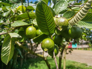 Guavas on a farm in Viñales, Pinar del Rio, Cuba