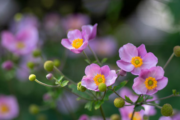 Anemone hupehensis japonica in bloom, beautiful pink flowering park ornamental plant