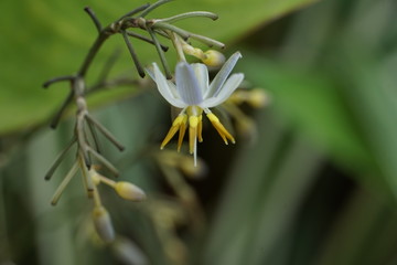 spider on flower